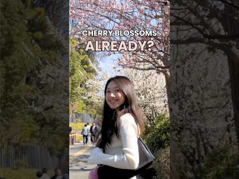 Early Cherry Blossoms Bloom In Tokyo?! #japan