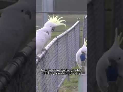 Bird GENIUSES?! Sydney Cockatoos HACK City Life! 🤯 #Shorts