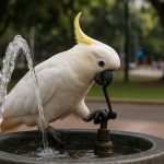 I cacatua “hacker” di Sydney imparano a usare le fontane pubbliche: i ricercatori stupiti dai trucchi ingegnosi degli uccelli della città